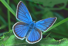 kék_pillangó